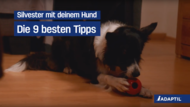 ADAPTIL-Video 'Silvester mit Hund - Die 9 besten Tipps'