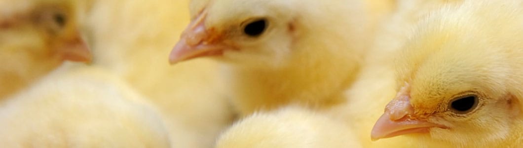 cevamune poultry products ceva