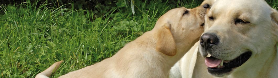 Joint Guard FAQs Companion animals Products Ceva Australia