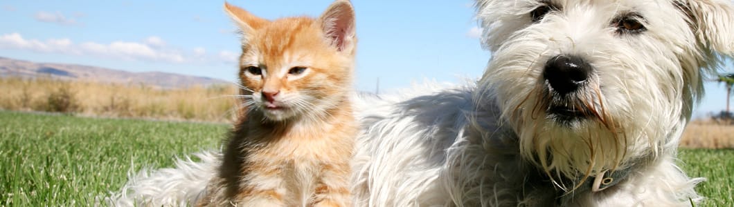 Companion animals Products Ceva Australia