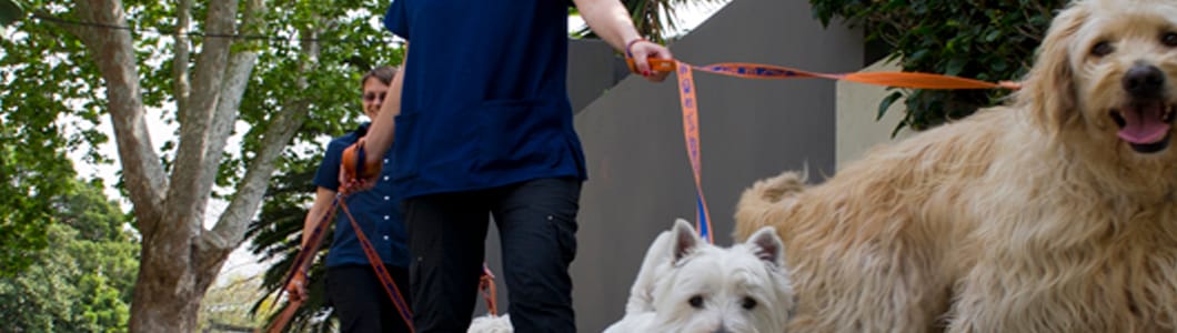 Digestive enzymes deals for dogs australia