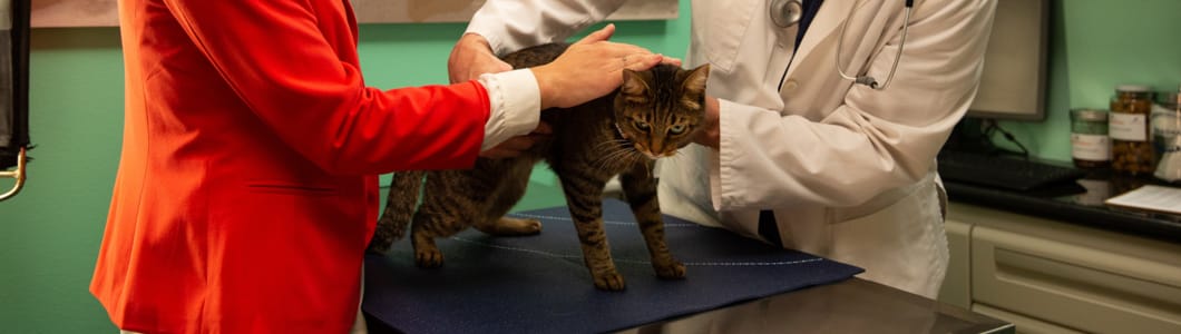 Ceva cat deals