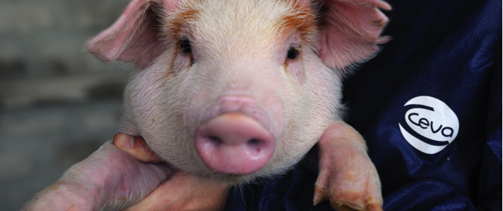 vietnamese pork virus malaysia
