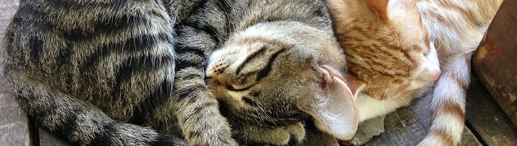 feliway friends peru