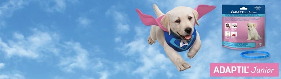 Ceva dog products top