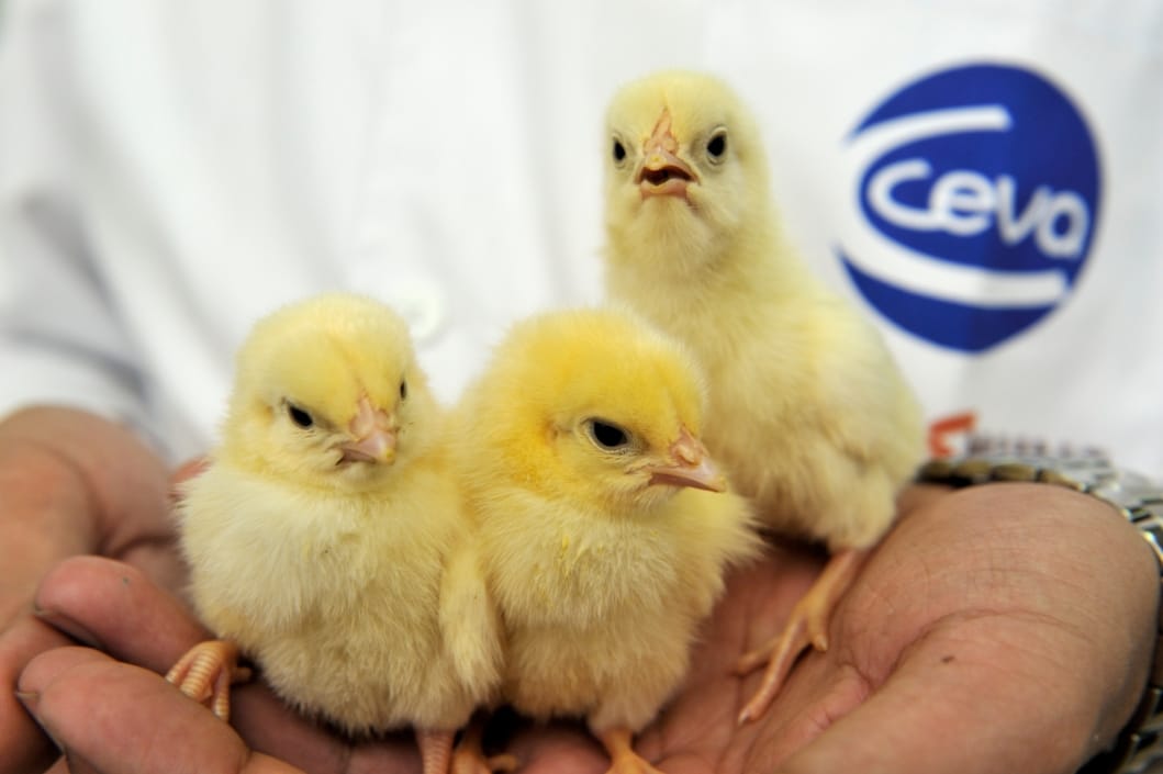 Ceva Animal Health Malaysia