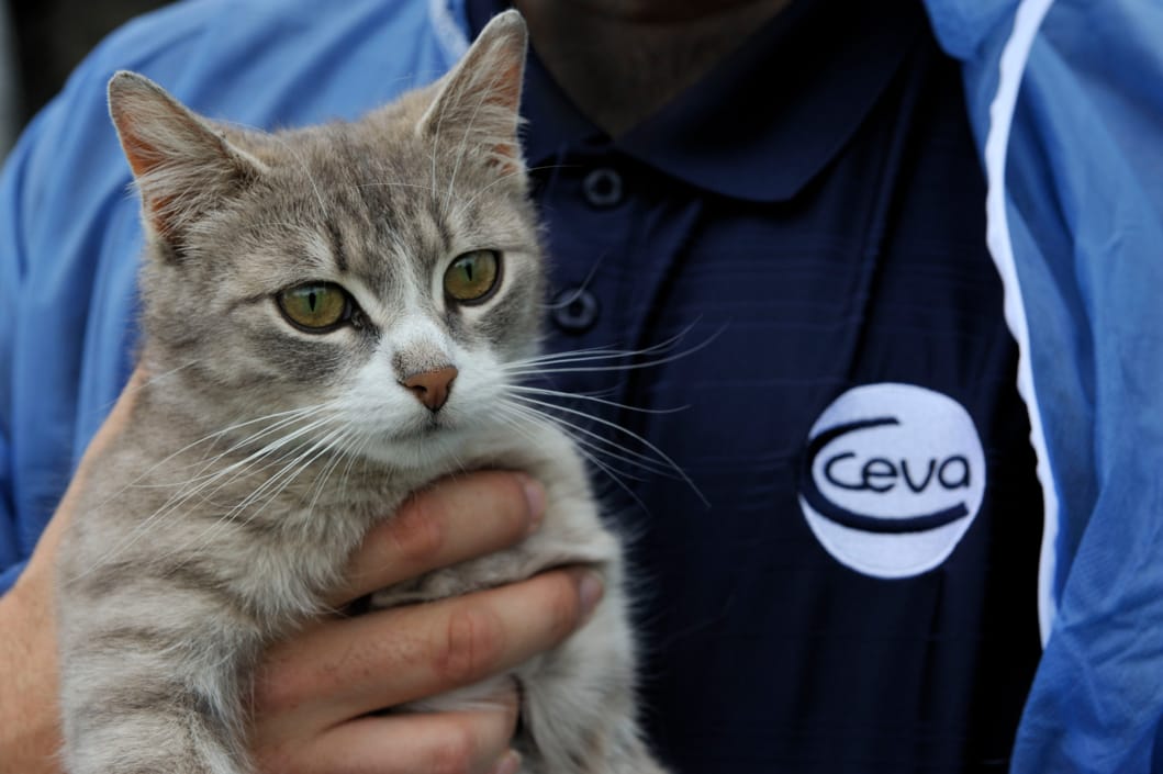 Ceva cat store
