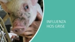 Influenza hos grise mennesker kan smitte grise Ceva