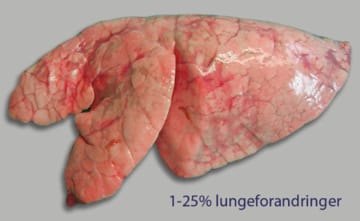 Lungesyge hos grise giver lungeforandringer