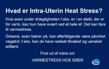 Intrauterin Heat Stress_Varmestress_Nedsat tilvækst_Ceva