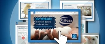 fjerkræsundhed med Ceva Fjer