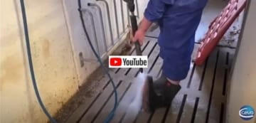 Ceva Gris Youtube_inspiration om hur handtvätt och rengöring av skor
