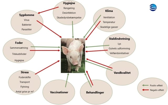 Faktorer i stalden der påvirker grisen positivt eller negativt_Ceva