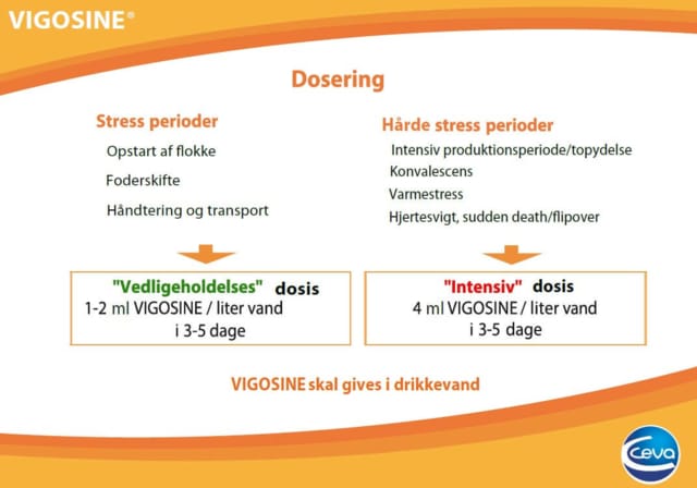 Dosering af Vigosine til fjerkræ_varmestress_Ceva