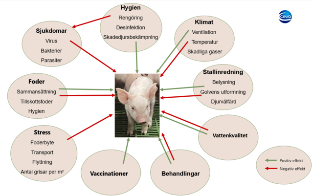 Faktorer som påverkar grisen i stallet positivt och eller negativt_Ceva