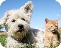 Gør livet nemmere for nemmere for din hund og kat med Ceva