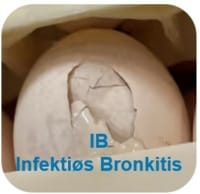 IB infektiøs bronkitis kan forebygges_Ceva