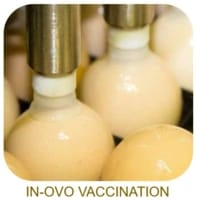 in-ovo vaccination_IB_ND_Ceva