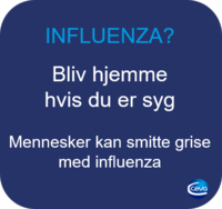 mennesker kan smitte grise med influenza Bliv hjemme_Ceva