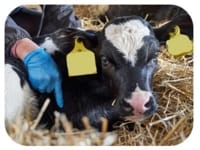 viden om kvæg reproduktion og diarré Ceva