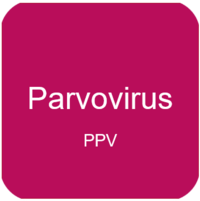 Parvovirus PPV_Ceva