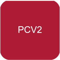PCV2 hos grise_Ceva