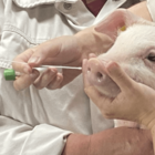 Næsesvab af gris til test for influenza - diagnostik for influenza hos grise