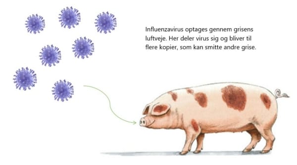 Influenzavirus kommer ind via luftvejene og bliver til endnu flere virus der kan smitte nye grise