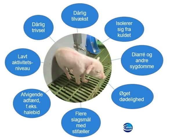 Stress i farestalden_symptomer på stress hos grise_Ceva