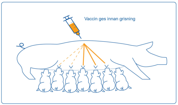 råmjölk efter vaccination_innan grisning_Ceva