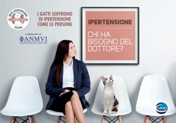 3° Mese dell&#39;Ipertensione Felina / Animali da compagnia / News / Ceva Italy