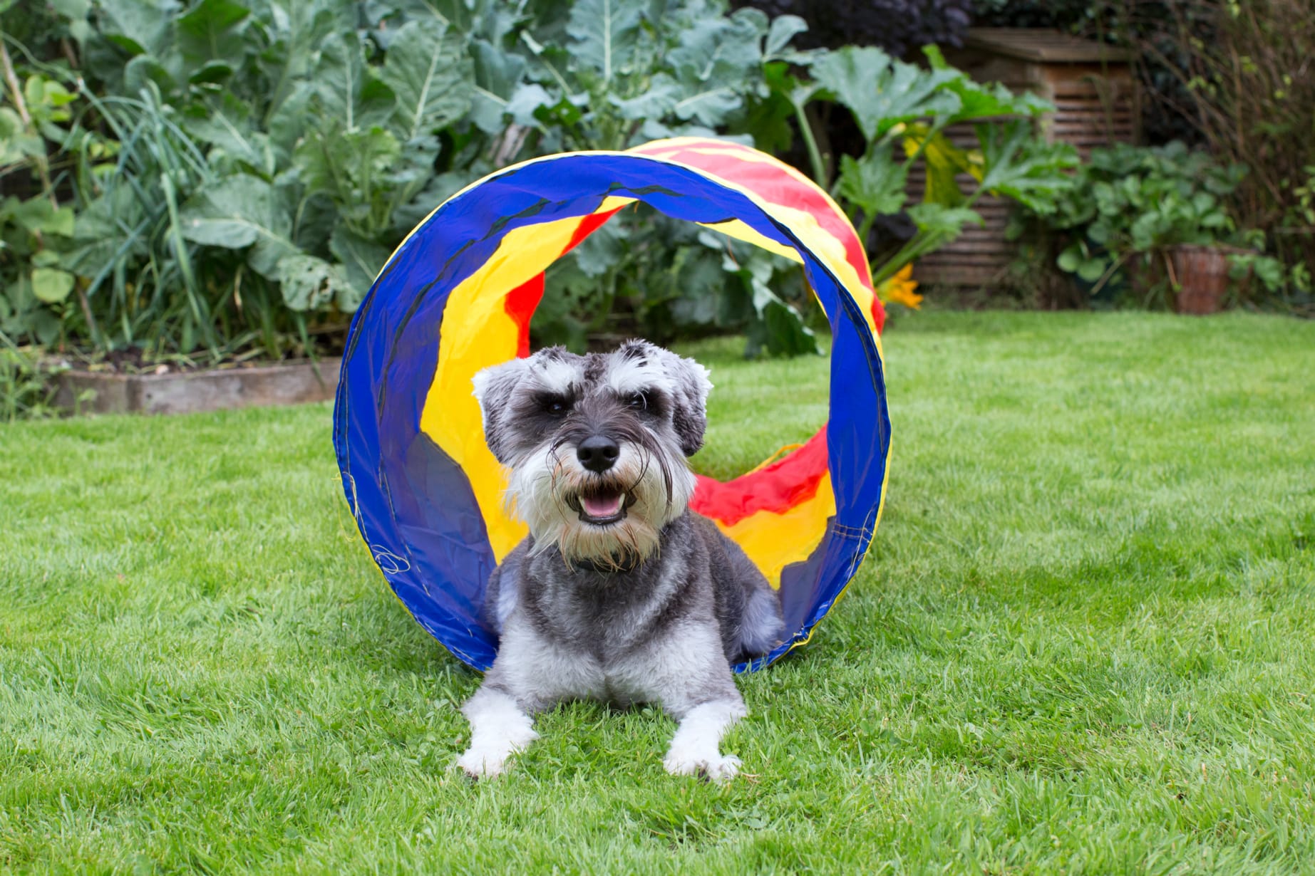 Ceva dog products online