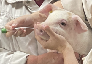 Influenza kan kun testes de første dage af sygdommen herefter er grisen negativ