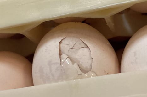 Tyndskallede æg forårsaget af IB - produktionstab hos fjerkræ