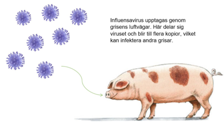 Influensavirus upptagas i grisens luftvägar_Ceva