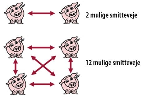 PRRS smitte mellem grise, jo flere kontakter, jo mere grise bliver smittet