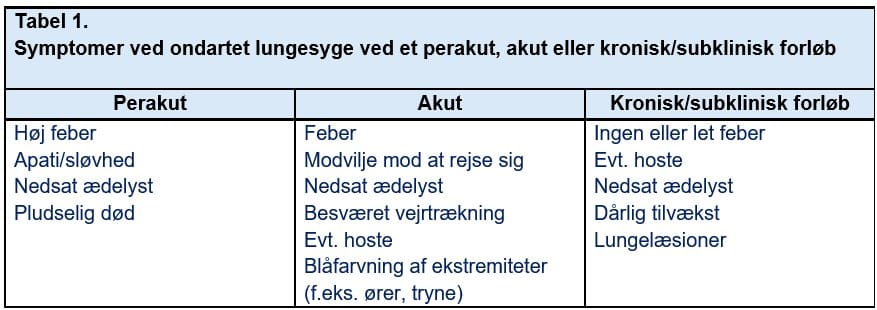 symptomer på ondartet lungesyge AP akut kronisk subklinisk_Ceva