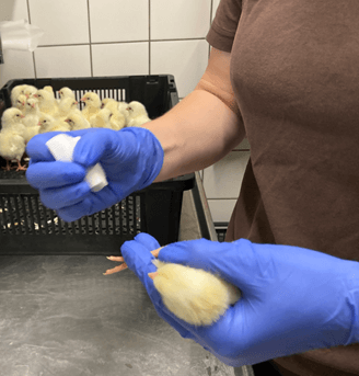 KU vaccineforsøg_beskyttelse mod fugleinfluenza_Ceva